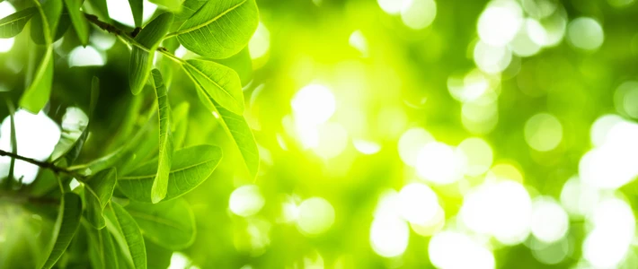 Adobe Stock 260271905