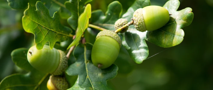 Adobe Stock 376264360