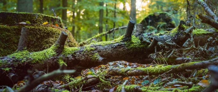 Adobe Stock 177302945