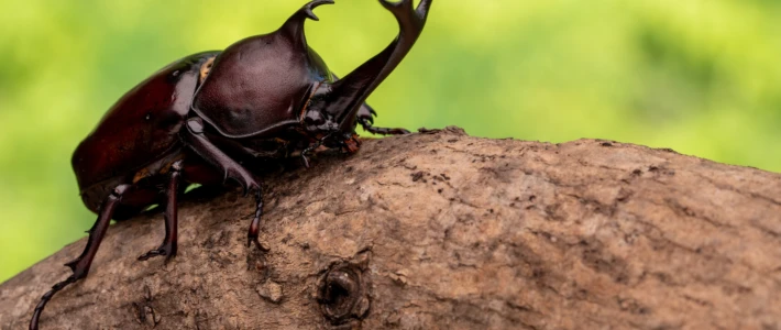 Adobe Stock 332600950