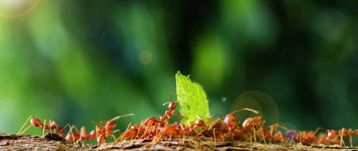 Adobe Stock 568162812