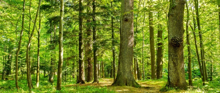 Adobe Stock 286649580