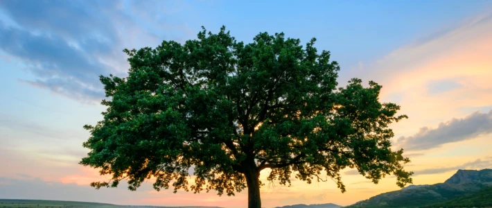 Adobe Stock 84608802